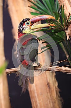 Curl-crested aracari photo