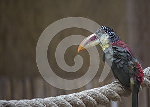 Curl-crested Aracari (Pteroglossus beauharnaesii)