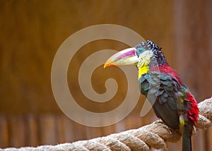 Curl-crested Aracari (Pteroglossus beauharnaesii) Beauty photo