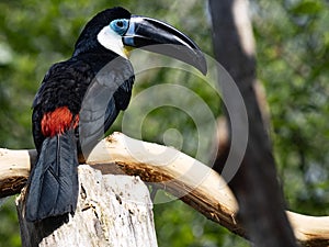 curl-crested aracari, Pteroglossus beauharnaesii, sits on a branch and observes the surroundings photo