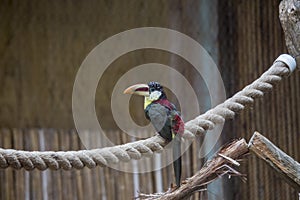 Curl-crested Aracari Pteroglossus beauharnaesii photo