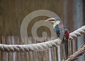 Curl-crested Aracari Pteroglossus beauharnaesii photo