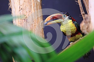 Curl-crested aracari photo