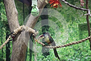 curl-crested araÃÂ§ari perched on rope photo