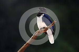 Curl-crested Jay bird