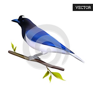 Curl crested Jay bird isolated on a white background. Realistic Cyanocorax cristatellus. Beautiful bird from Central America.