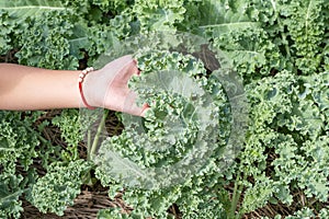 Curl leaf kale or Brassica oleracea grown in hand