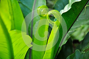 Curl leaflet of birdnest fern