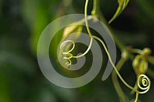 Curl on the plant. Slovakia