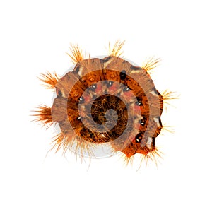 A curled brown caterpillar isolated on a white background top view.