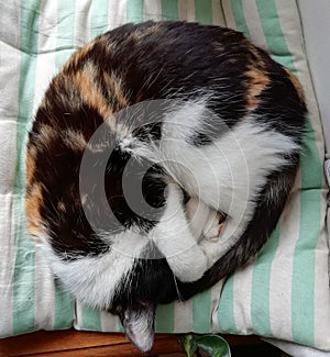 Curled cat asleep