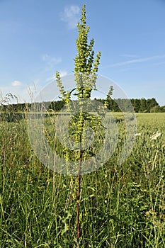 Curled Dock - Rumex crispus