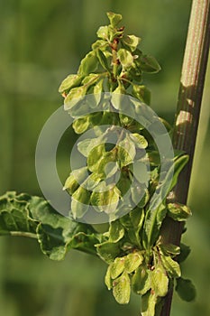 Curled Dock - Rumex crispus photo