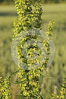 Curled Dock - Rumex crispus