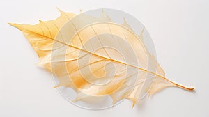 curled fall leaf on white