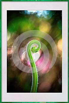 Curled Fern On Colorful Background In A Photo Frame