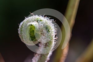 Curled Fern frond