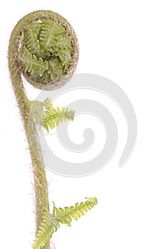 Curled fern frond detail