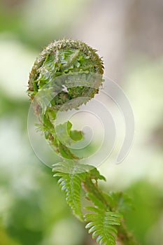 A curled fern frond just before it unfolds