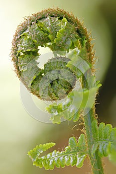 A curled fern frond just before it unfolds