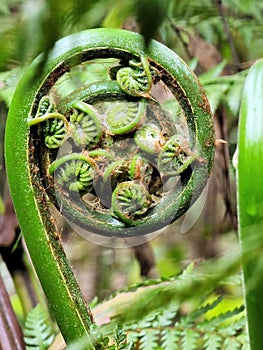 A curled fern leaf uncurling as it grows