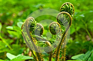 Curled frond of fern in spring