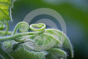 CURLED GREEN TENDRILS ON A GRAPE VINE