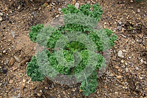 Curled Kale