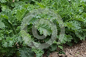 Curled Kale