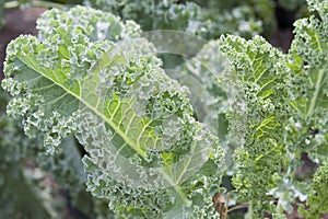 Curled leaf kale