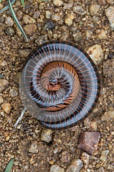 Curled Millipede