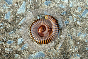 The curled millipede is defense instincts