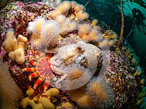 Curled Octopus and sunstar underwater in the UK