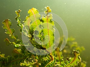 Curled pondweed leaf