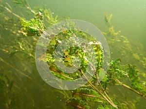 Curled pondweed water plant