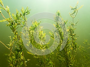 Curled pondweed water plant