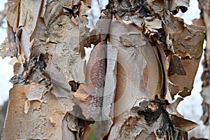 Curled River Birch Bark