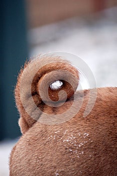 Curled sharpei tail