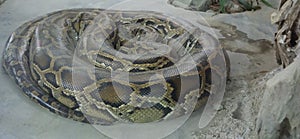 Curled snake boa constrictor