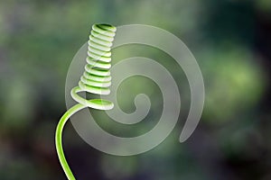 Curled tendril of a plant
