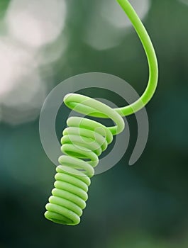 Curled tendril of a plant