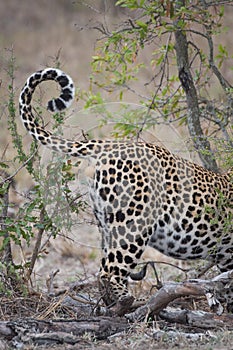 The curled tip of a leopard`s tail.