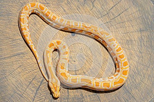 Curled up Python molurus on wood slice.