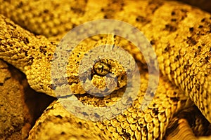 Curled up sidewinder & x28;Crotalus cerastes& x29; venomous pitviper snake