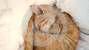 Curled up tabby ginger tabby kitten sleeping on a fluffy white blanket in the morning sunlight. Hygge and cozy morning