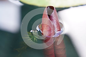 Curled Water lily leaf Nymphaeaceae in pond close up macro