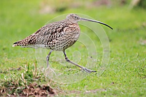 Curlew photo