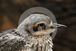 Curlew