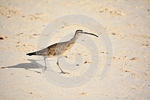 Curlew Bird with Cool Markings on a Beach