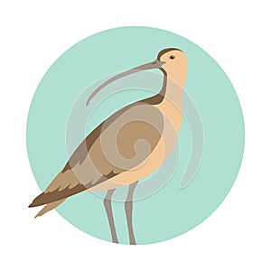 Curlew bird vector illustration flat style profile photo